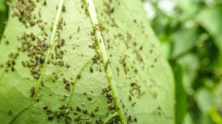 The Common Kitchen Ingredient That Can Help Keep Pests Out Of Your Garden