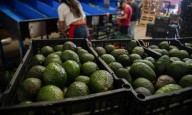 La razón por la que debes comer al menos un aguacate a la semana