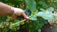 7 flowers to propagate in September to prolong your planting