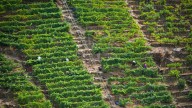 La vendimia llega a la velocidad de crucero en la Ribeira Sacra: 54 bodegas están ya trabajando y han recogido más de 1 millón de kilos de uvas