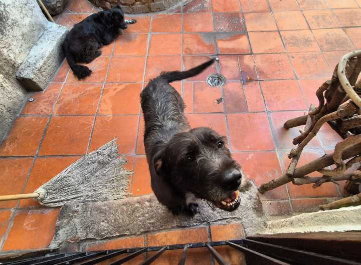 Deducir gastos veterinarios sería un “gran apoyo” para rescatistas
