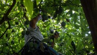 Colombia busca abrir más mercados en Europa con sus frutas en Madrid