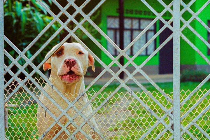 Looking for a loyal protector? Meet the 6 most dependable dog breeds