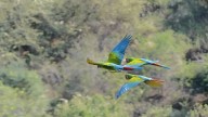 Reportan llegada de la primera parvada de guacamayas verdes en El Chocolate, Churumuco