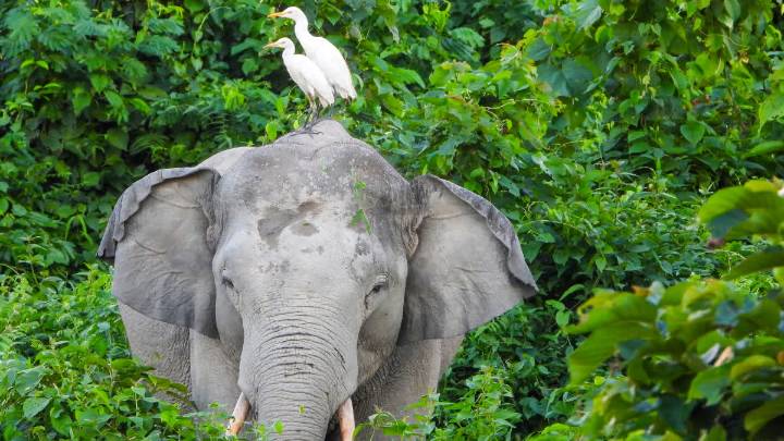 Elephant Tramples Elderly Woman To Death In Chhattisgarh's Jashpur