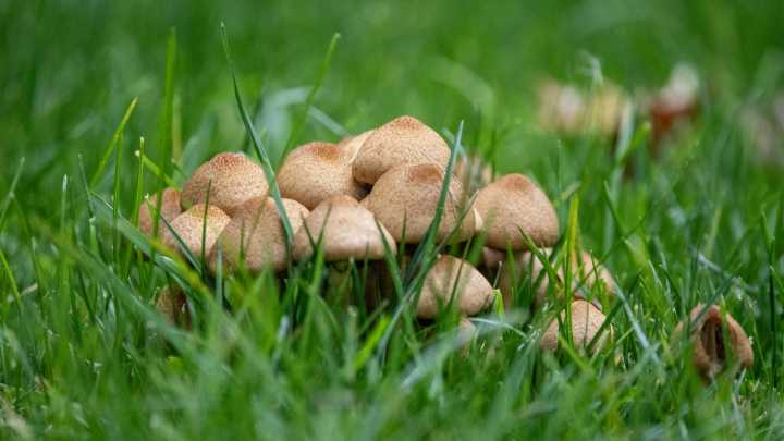 This Secret Hack To Removing Mushrooms From Your Lawn Is Hiding In Your Kitchen