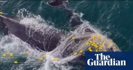 Whale and her calf entangled in shark net off Queensland coast