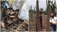 Denuncian matanza de serpientes en municipios de la zona Media y Huasteca
