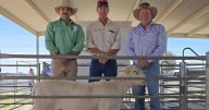 Etiwanda White Dorper sale September 2025 Cobar full breakdown