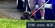 Four people hospitalised following dog attack