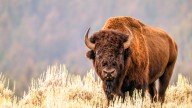 Montana Just Got Proven Wrong About Yellowstone National Park’s Bison
