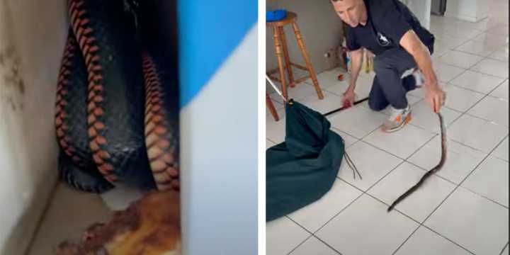 'Highly venomous' snake you definitely don't want inside your house found in a pizza box