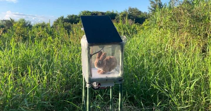 Robot rabbits trick snakes to control invasive python population
