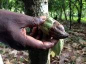 Black pod disease devastates cocoa farms in southwest Cameroon