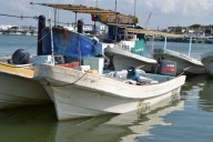 Vinculan a proceso a tres personas por posesión de pepino de mar en Dzilam de Bravo