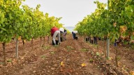 Cooperativas prevé una vendimia un 18% menor en CLM por el calor extremo de agosto