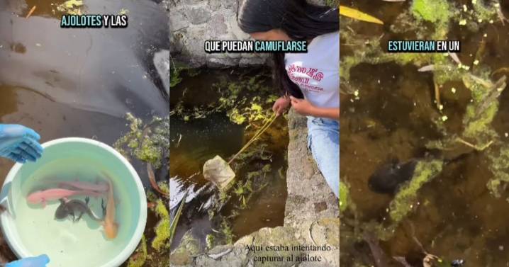 “Tienen estanques y buenos cuidados”: joven revela cómo es tener ajolotes como mascotas