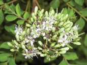 Plant of the Month for September 2025: Curry leaf tree