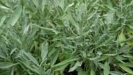 Don't Throw Out Extra Sage: Here's How To Bundle Your Garden Clippings For Natural Home Fragrances