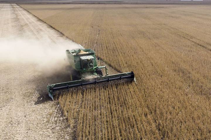 Avance. La venta de soja está por encima del ritmo del año pasado