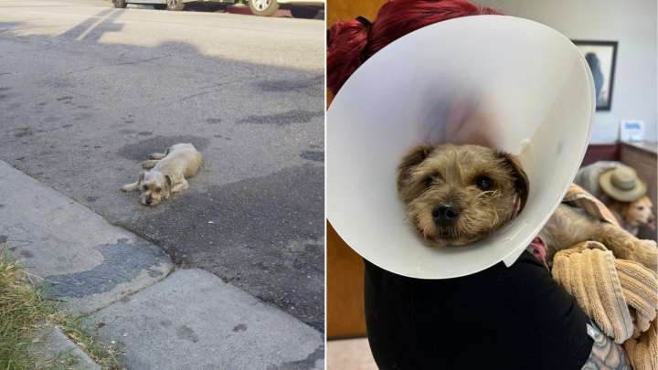 California Woman Races To Save Injured Pup, But Fate Has Other Plans
