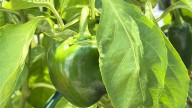 College garden nourishes students beyond the classroom