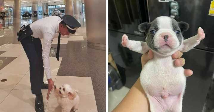 50 Of The Most Hilarious And Cute Dog-Themed ‘Important Animal Images’ To Brighten Your Day
