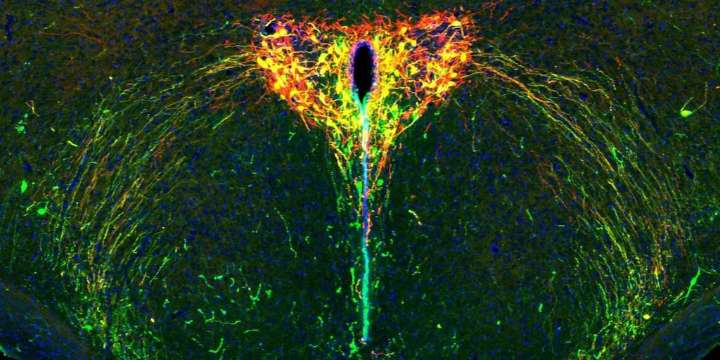 El cerebro en desarrollo y las huellas de la separación entre madres e hijos: la ciencia del apego temprano