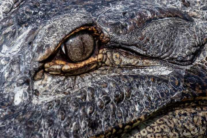 Michigan DNR confirms alligator spotted at Belle Isle Park in Detroit