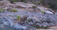 Captan a puma cazando a borrego cimarrón en San Quintín