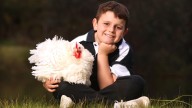Eight-year-old Lucas Morey prepares to show off his chickens at the Perth Royal Show for his third year