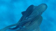 A shark 'threesome'? Mating behavior caught for the first time