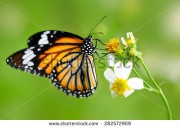 Butterflies and water part of Surprise Education Center workshop