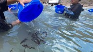 La totoaba de Baja California Sur llegará al mundo: así se alista para su exportación