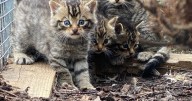 See adorable snaps of rare Scottish wildcat kittens caught on camera for first time