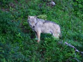 Encore: Tracking Wolves in Italy