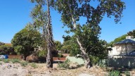 City of Bayswater: Council ‘compromise’ on ‘not perfect’ policy to save trees on private property