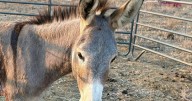 Donkey recovering after latest arrow attack on wild burros in California