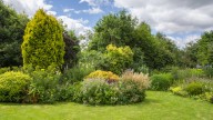 14 Fast-Growing Trees For A Natural Privacy Screen In Your Yard