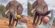 Turista criticado por abrir una cerveza en un safari y dársela a un elefante: ‘Esto nunca debería haber ocurrido’