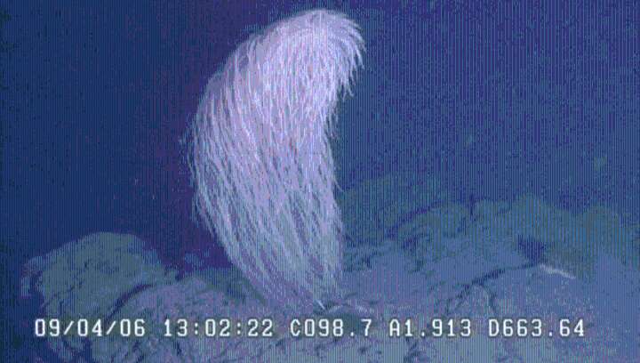 Meet The Chewbacca Coral, 4 Feet Of Fluff And A New-To-Science Species Discovered In The Deep Sea
