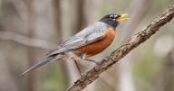 Feathered Friends: Enjoying late summer's birds