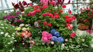 Growing This Beautiful Tubular Flower Has A Toxic Downside