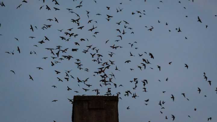 See Vaux's swifts return to chimney on UO campus