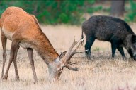 Los ciervos y jabalíes “son un problema importante para nuestra fauna y flora autóctona”