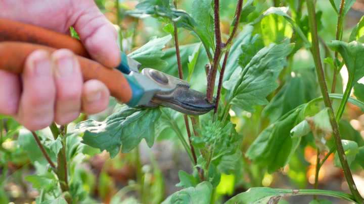 Why You Shouldn't Cut Back Aster Flowers In Late Summer (& Why It Matters So Much)