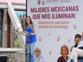 Descubren nueva especie de luciérnaga en el Bosque de Chapultepec