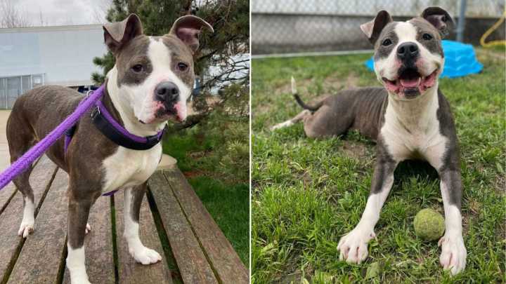 Iowa Shelter Dog Waits 420 Days Before Finally Meeting Her Forever Family