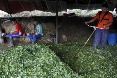 Colombia llevará a nueve países europeos una exposición para redescubrir la hoja de coca