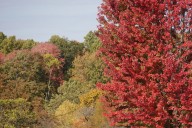 How to get a free tree in Mentor